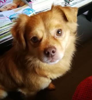 Hardy Mai 2018 For Animals De