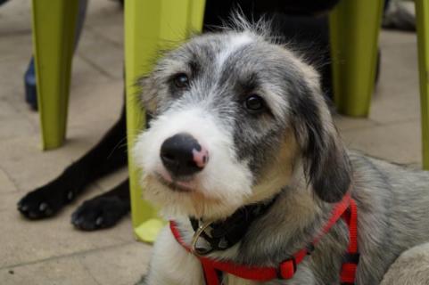 goofy august 2014 for animals de