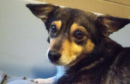 Schutzvertrag Tiere Download Skype