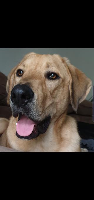 diese hunde haben ein neues zuhause gefunden und sind nicht mehr zu vermitteln for animals de