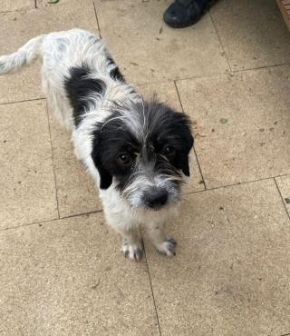 diese hunde haben ein neues zuhause gefunden und sind nicht mehr zu vermitteln for animals de